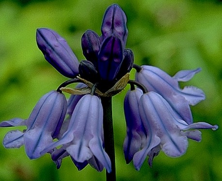 Douglas' Brodiaea (Bluedicks) Wild Hyacinth