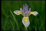 Rocky Mountain Iris - Health-Oriented LifePath 