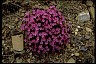 Pinks Health-Oriented LifePath Wildflowers