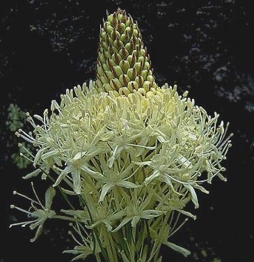 Beargrass