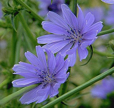 Chicory