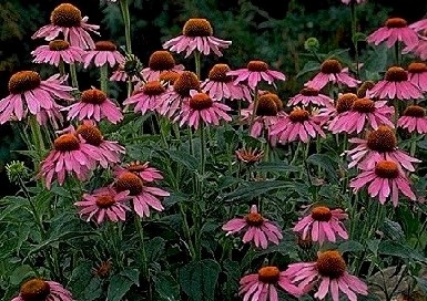 Echinacea Two