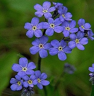 Forgetmenot