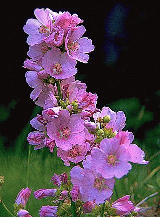 Globemallow (Wild Hollyhock)