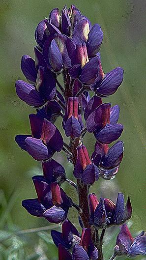 Lupine