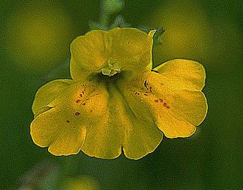 Monkeyflower