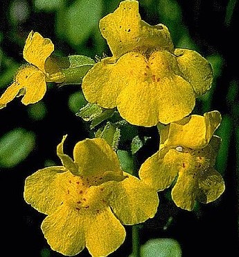 Monkeyflower