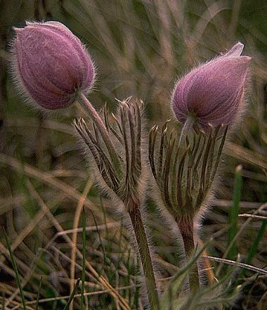 Pasqueflower