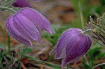 Pasqueflower