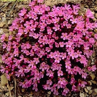 Rocky Mountain Pinks