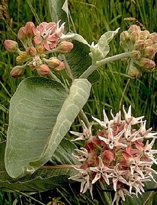 Showy Milkweed