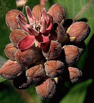 Showy Milkweed