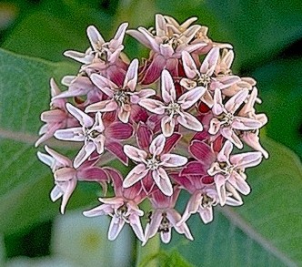 Showy Milkweed