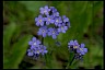 Forget-Me-Not