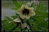 Henbane