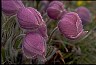 Pasqueflower II