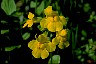 Monkeyflower II - Health-Oriented LifePath Wildflowers