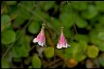 Twinflower