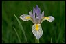 Rocky Mountain Iris