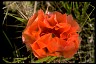 Plains Pricklypear