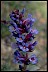 Health-Oriented LifePath Penstemon