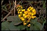 Health-Oriented LifePath OregonGrape