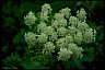 Cow parsnip