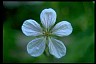 Geranium - Health-Oriented LifePath 