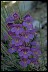 Health-Oriented LifePath Penstemon III