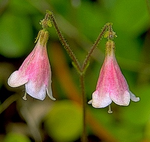 Twinflower