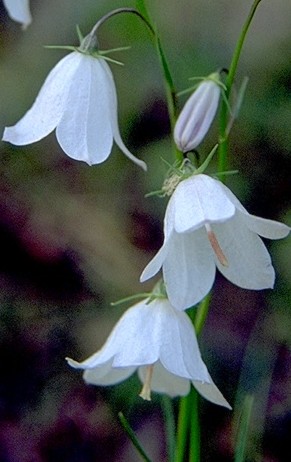 Harebell