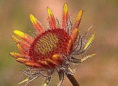 Gaillardia (Blanketflower)