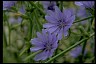 Chicory Means Health-Oriented LifePath Chicory